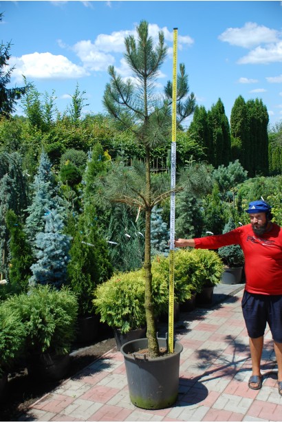 Сосна звичайна (штамб) 